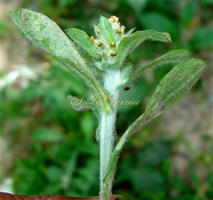  Flowering shoot
